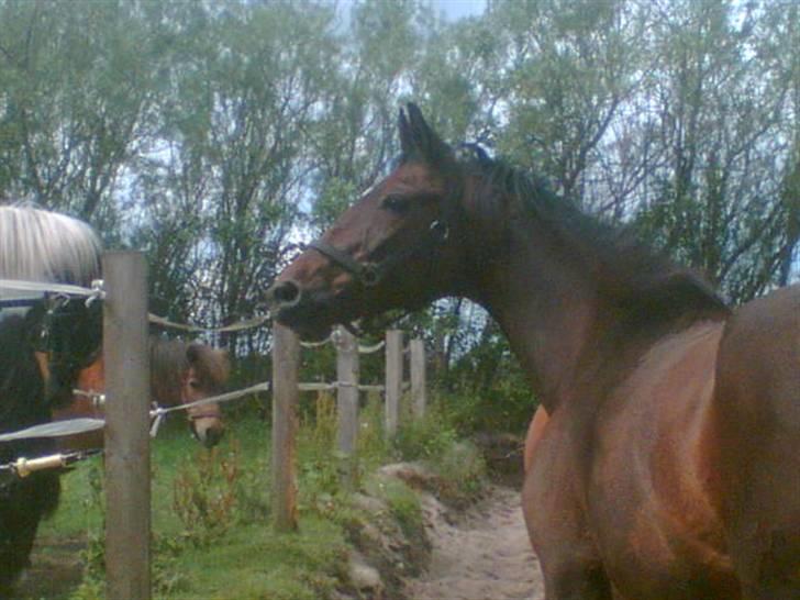 Hannoveraner Gilla billede 8