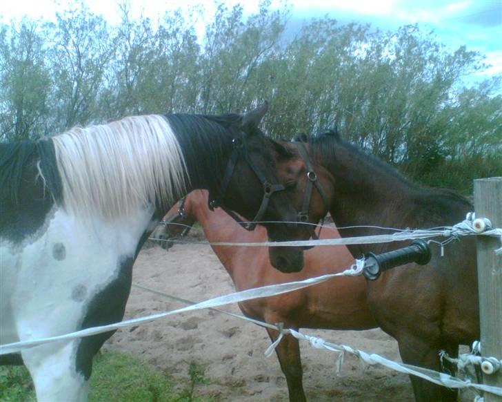 Hannoveraner Gilla - Sputnik og Gilla billede 9