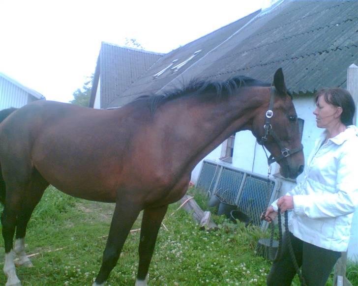 Hannoveraner Gilla - Gilsen billede 11