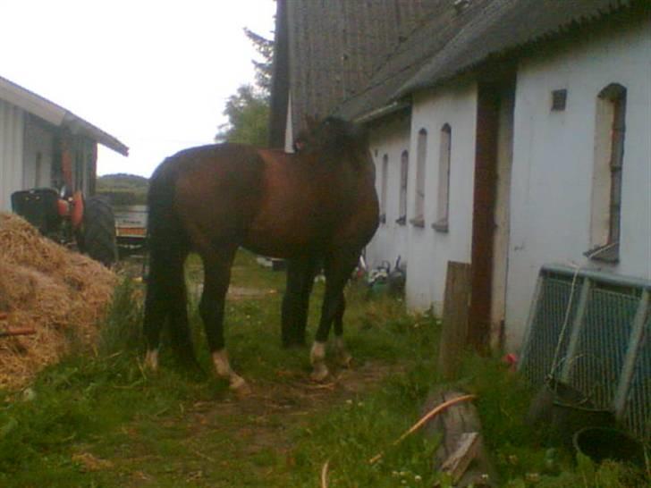 Hannoveraner Gilla billede 12