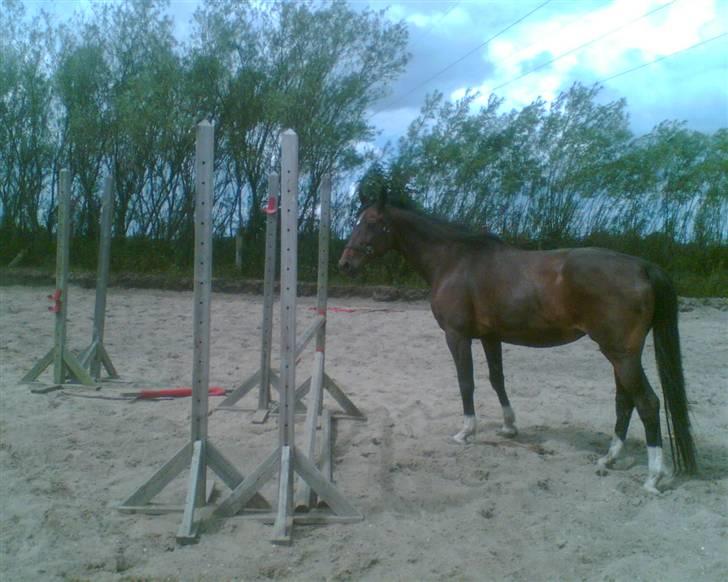 Hannoveraner Gilla billede 15