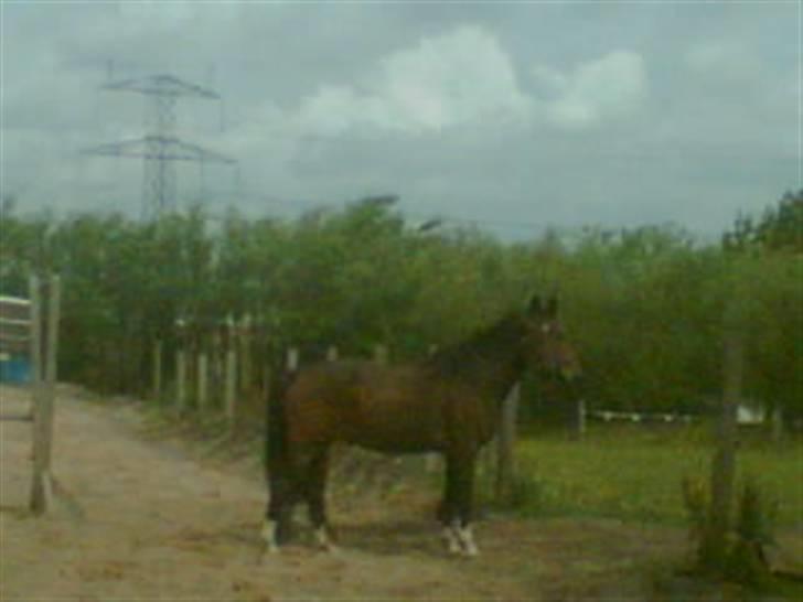 Hannoveraner Gilla billede 16