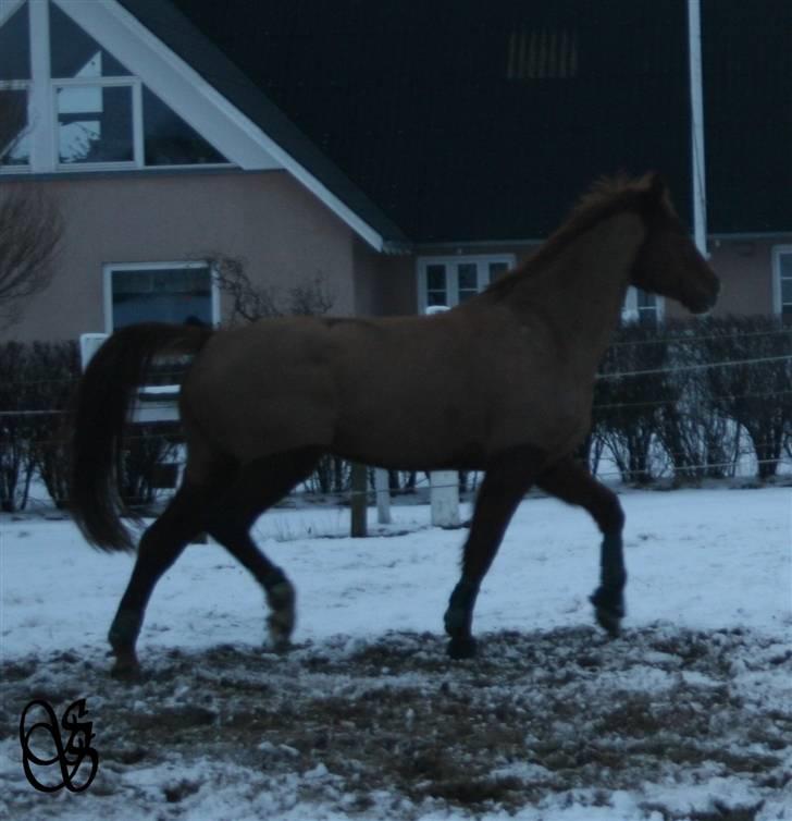 Dansk Varmblod mr armani (solgt) ;( :'( - mega gammelt, han ligner slet ikke sig selv der :O kommer snart nye billeder.! billede 2