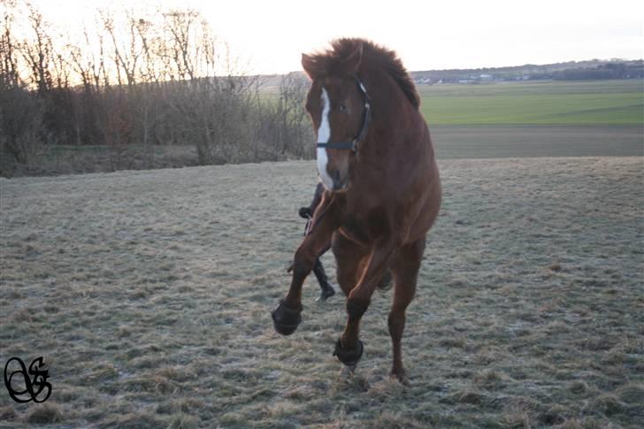 Dansk Varmblod mr armani (solgt) ;( :'( - mega gammelt, han ligner slet ikke sig selv der :O kommer snart nye billeder.! billede 9