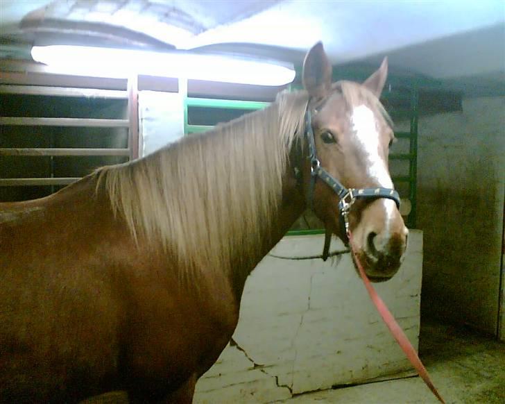 Anden særlig race Nikita solgt billede 12