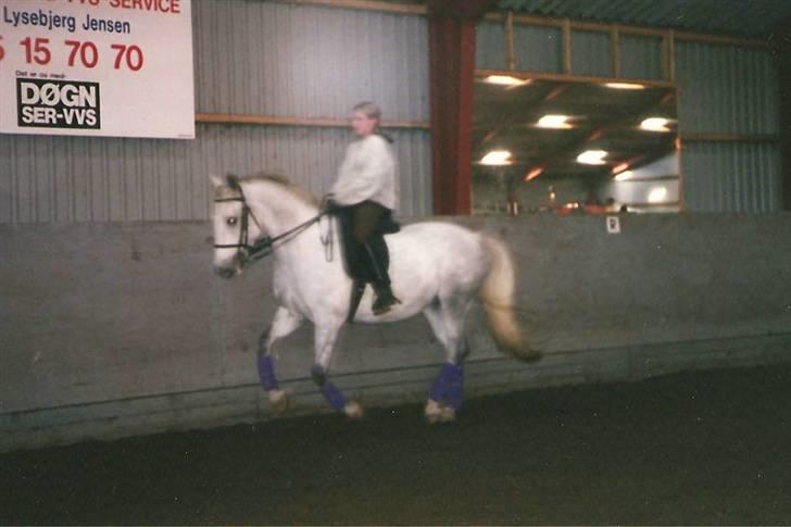 Lipizzaner Bonita billede 7