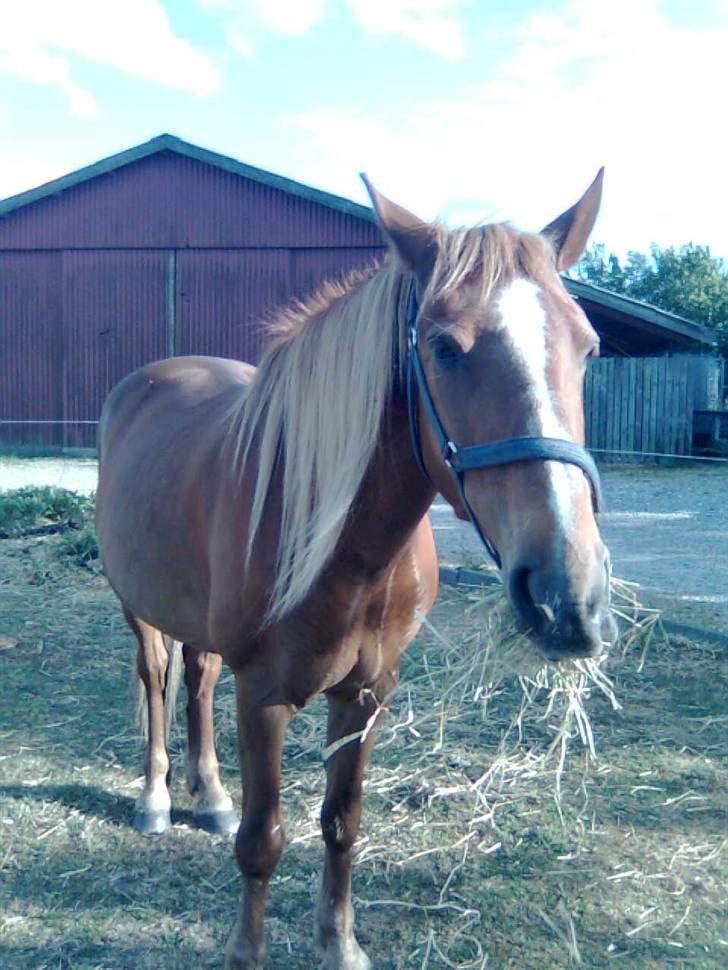 Anden særlig race Nikita solgt billede 14