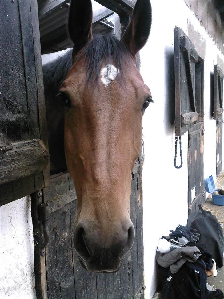 Dansk Varmblod Slandine-W RDH - "Halløj der !" billede 9