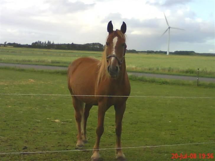 Anden særlig race Nikita solgt billede 15