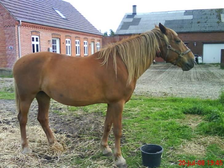 Anden særlig race Nikita solgt billede 17