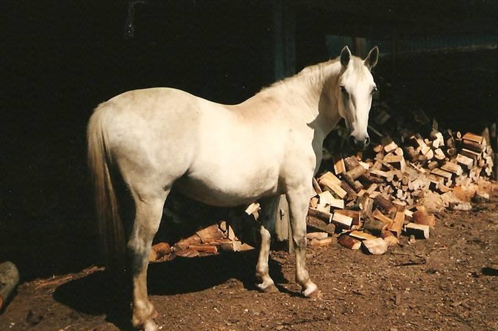 Lipizzaner Bonita - Bonita hygger sig på en mark i Holsted efter at være gået på pension grundet kronisk skade i et forben billede 8