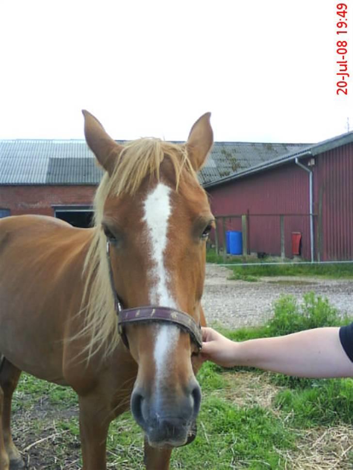 Anden særlig race Nikita solgt billede 18