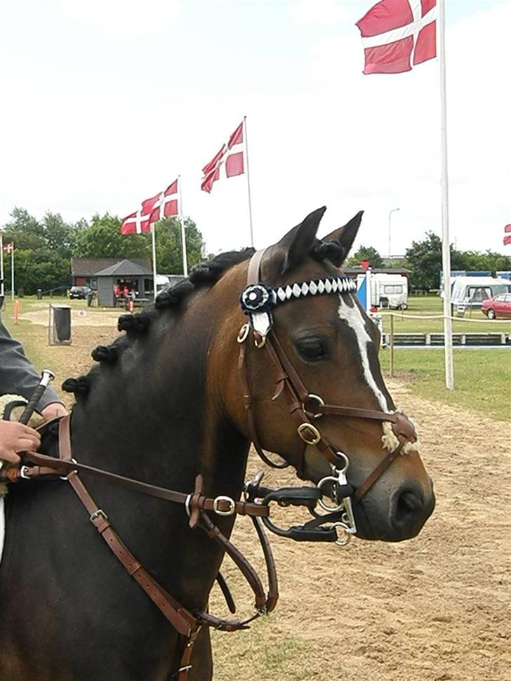 Welsh Pony (sec B) Bjerregård´s Felix B-pony - Hoved billede <3 Til Hold Dm i Boller (Horsens dyreskueplads) :D billede 13
