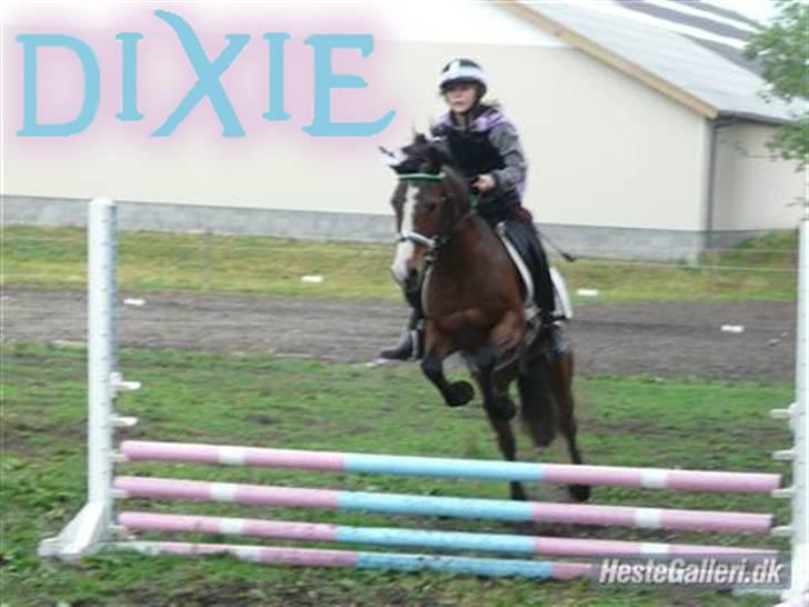 Anden særlig race Dixie  - Dixie i fuld fart over et lille hop :D billede 1