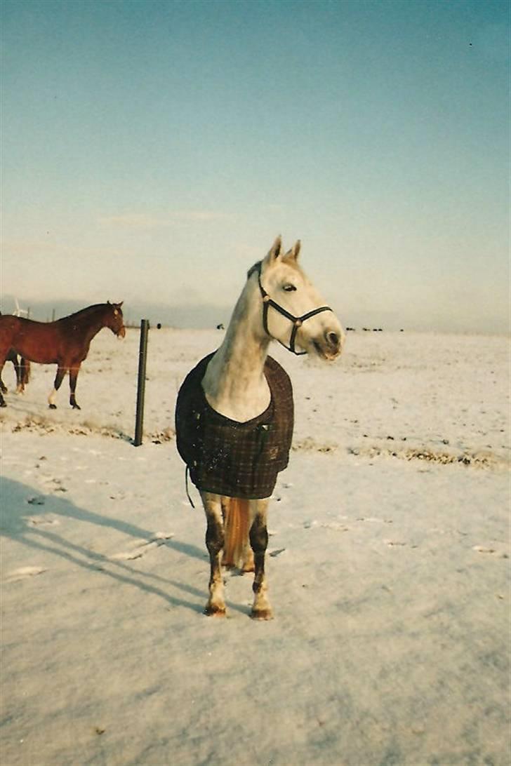 Lipizzaner Bonita - Bonita leger i sneen 1998 billede 10