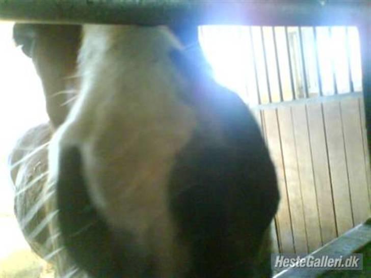 Anden særlig race Dixie  - Et stk mule (: billede 3