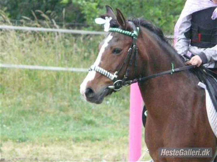 Anden særlig race Dixie  - nede på springbanen :D billede 9