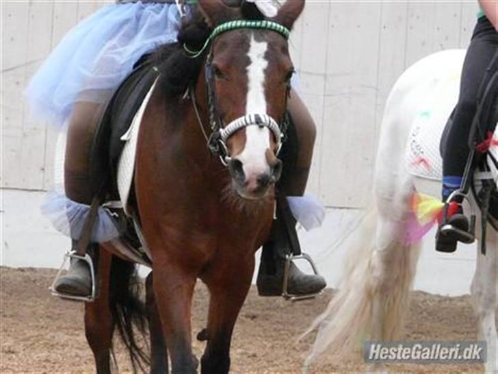 Anden særlig race Dixie  - Skridt pause :D billede 11