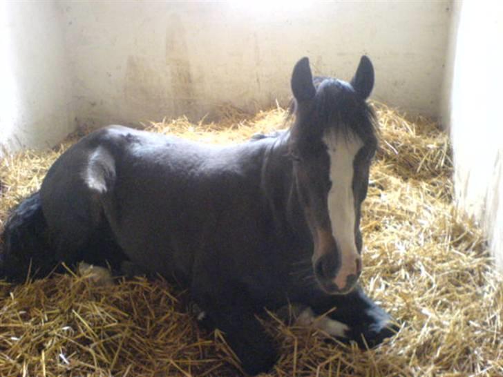 Welsh Pony (sec B) Nedergaards Milano *Død* - AFSLAPNING! :D billede 12
