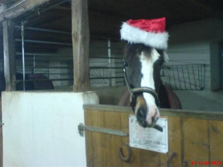 Welsh Pony (sec B) Nedergaards Milano *Død* - God jul folkens! <3 billede 13