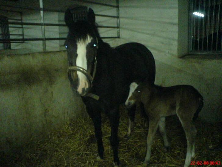 Welsh Pony (sec B) Nedergaards Milano *Død* - Dagen efter Diamond Dancer blev født! (Føllet)<33 billede 14