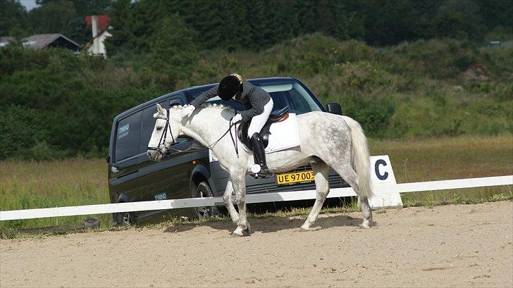 Connemara | Maximilian  - Dygtig pony.. :D billede 14