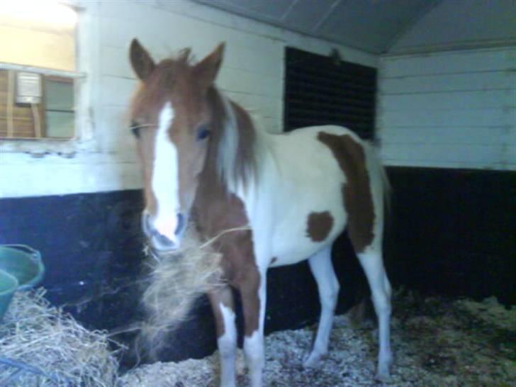 Anden særlig race Fjuri  SOLGT ;( - inde i son boks d 27 - 05 - 2008 billede 4