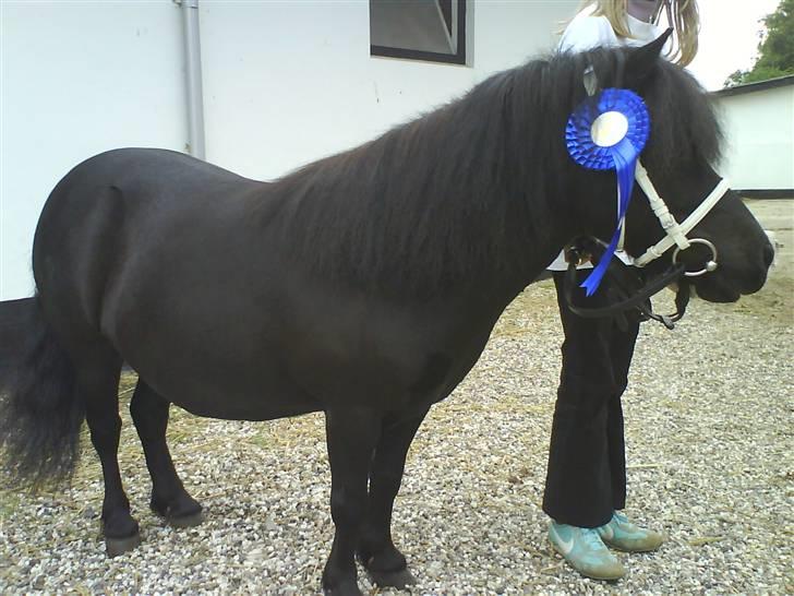 Shetlænder Skovledet Klokkeblomst - Vidunder ponyen er nu kåret i 2a billede 11