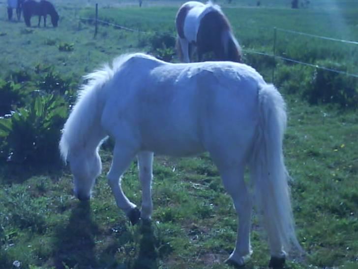 Anden særlig race Lille Beauty billede 2