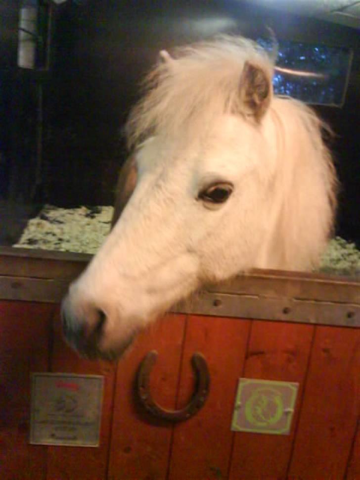 Anden særlig race Lille Beauty billede 3