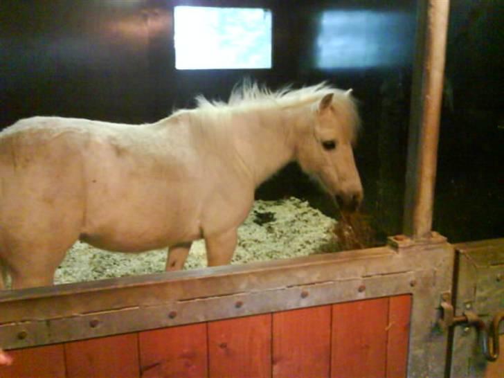 Anden særlig race Lille Beauty billede 4