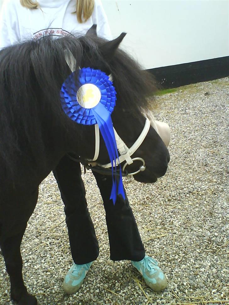 Shetlænder Skovledet Klokkeblomst - Det er altså mere spændende at holde øje med de andre heste  billede 12