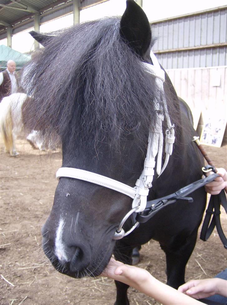Shetlænder Skovledet Klokkeblomst - Yndigt hovedbillede af skønheden billede 13
