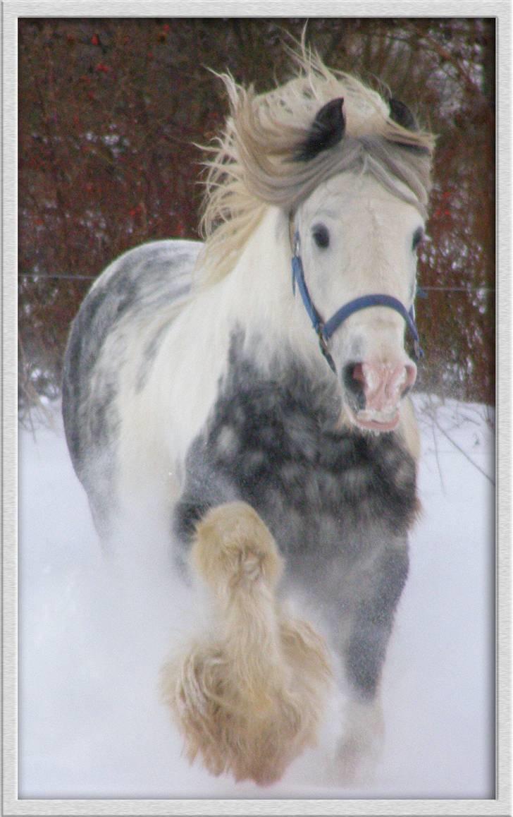 Irish Cob Little Big Bobby Beer billede 1