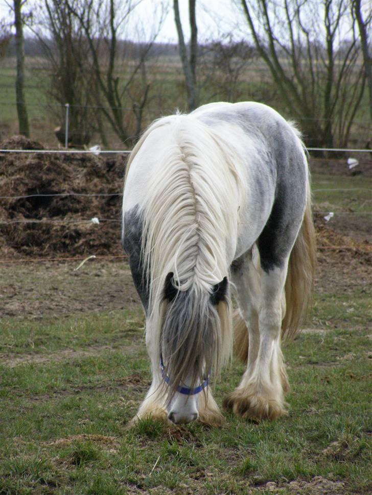 Irish Cob Little Big Bobby Beer billede 2