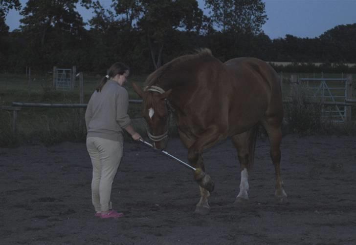 Oldenborg Ensock af Dybendal billede 12