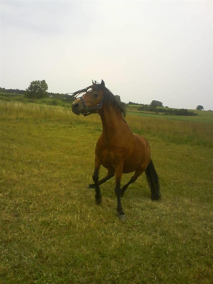 Anden særlig race Stjerne † Rest in peace - stjerne har lige taget en morfra, og er på vej op at stå :) billede 4