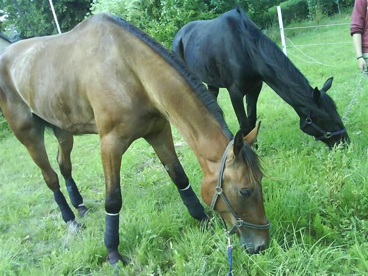 Traver morgan bork *død* billede 16