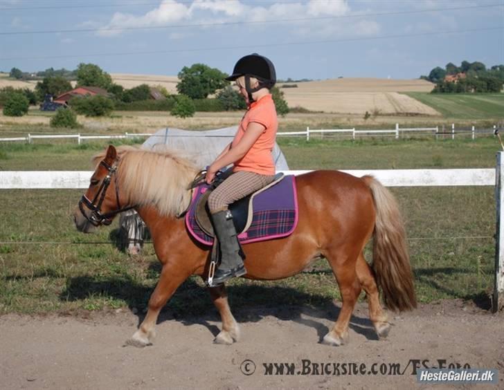Shetlænder Anelunds Cirkeline. (; - Den dejlige pony Cirkeline <3 Foto: Frederikke billede 17