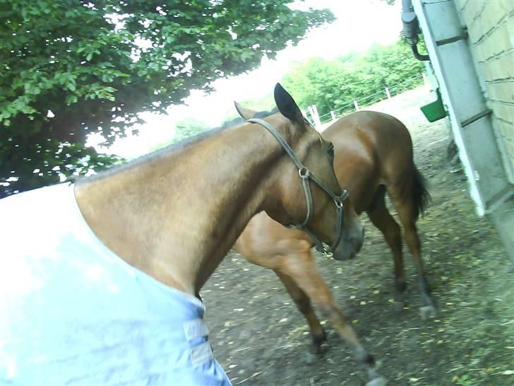 Traver morgan bork *død* billede 18