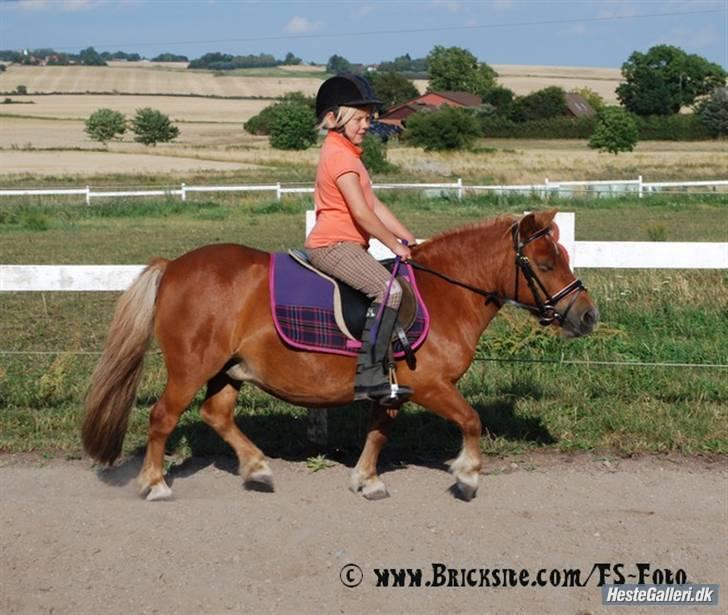 Shetlænder Anelunds Cirkeline. (; - Cirke <3  Foto: Frederikke billede 20