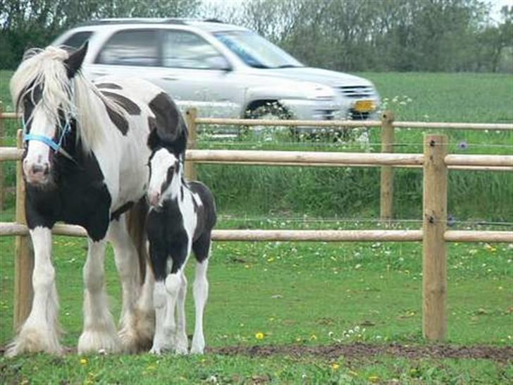 Irish Cob Little Big Bobby Beer - Blue Mama som er mor til Bobby billede 6