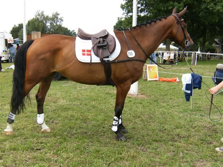 Dansk Varmblod Amanda - Amanda ny stylet i Tyskland billede 5