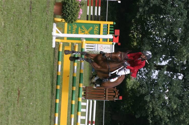 Dansk Varmblod Amanda - Amanda i tyskland billede 6