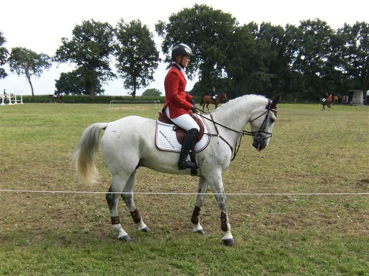 Anden særlig race Nobleman billede 9