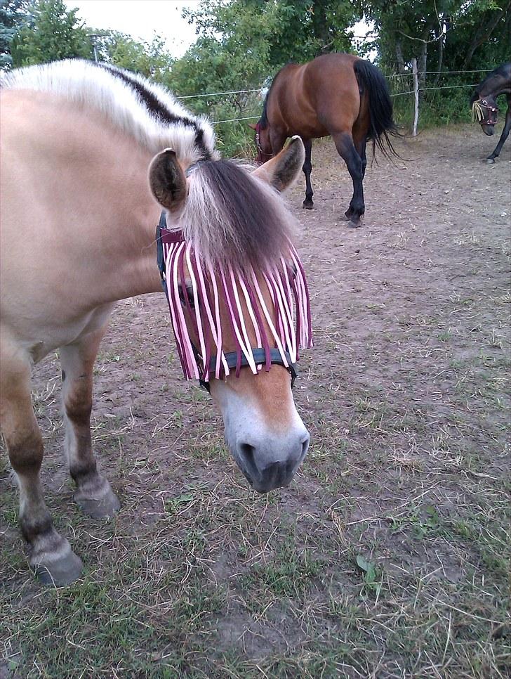 Fjordhest Musse/min søster's/Sandra - Velkommen til Musses profil læg meget gerne en kommentak og bedømmelse :) billede 1