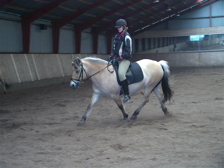 Fjordhest Musse/min søster's/Sandra billede 2