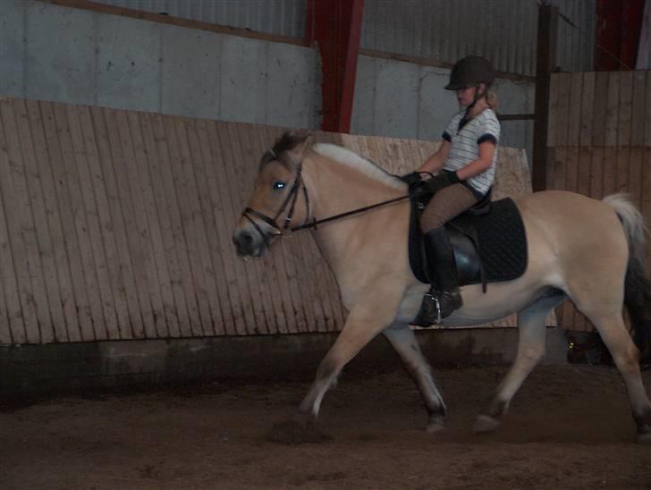 Fjordhest Musse/min søster's/Sandra billede 4