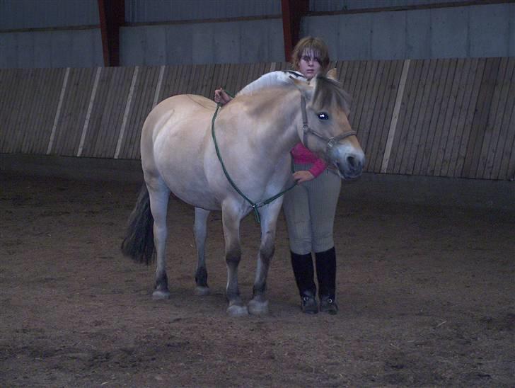Fjordhest Musse/min søster's/Sandra billede 5