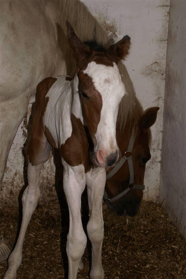 Pinto Enekær's Sambatino *Årets land og fritid hest* - Taget kl. halv 4 om natten hvor han er født.. billede 3